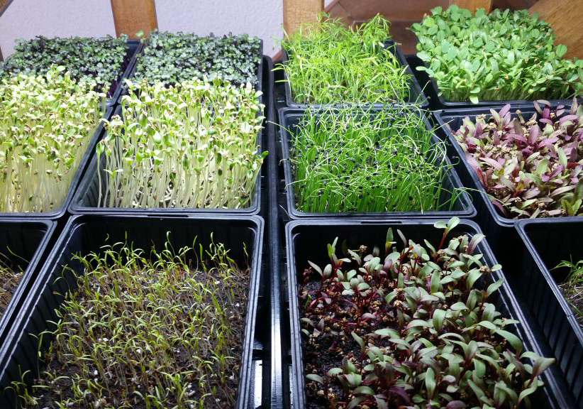 Echanges de savoir: graines germées et&nbsp;micro-pousses