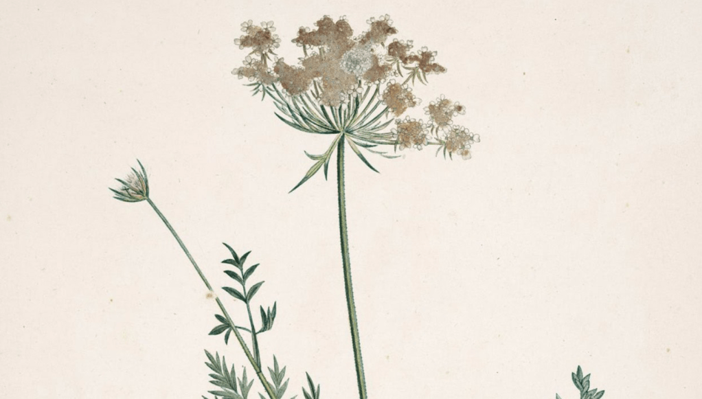 Conférence gesticulée &laquo;&nbsp;Fleur de carotte&nbsp;&raquo;